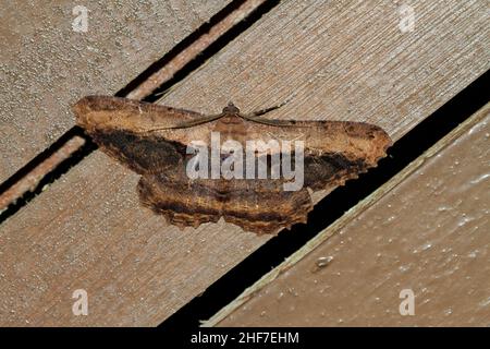 Papillon de la clé, (Geometridae sp.), Parc national de Kinabalu, Sabah, Bornéo,Malaisie Banque D'Images