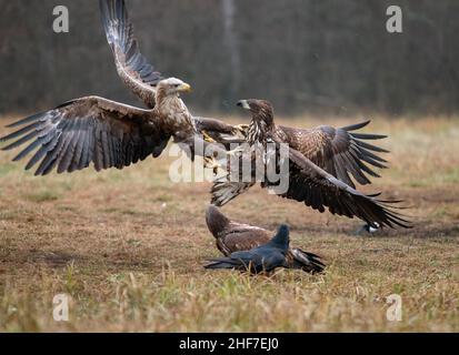 Aigle à queue blanche (Haliaeetus albicilla) en combat aérien, Pologne Banque D'Images