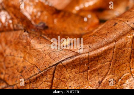 Le printemps coloré (Dicyrtomina ornata) sur le feuillage d'automne dans le jardin d'hiver Banque D'Images