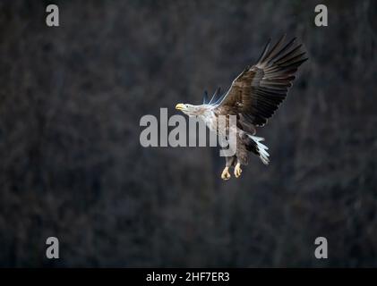 Aigle à queue blanche (Haliaeetus albicilla) adulte en vol, Pologne Banque D'Images