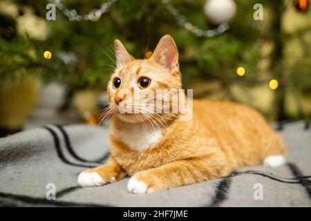 Chat au gingembre mignon s'amuser sous l'arbre de Noël le soir de la Saint-Sylvestre.Concept de vacances et d'animaux de compagnie.Le chat rouge de Shorthair repose sur une couverture sous Banque D'Images