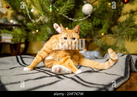 Chat au gingembre mignon s'amuser sous l'arbre de Noël le soir de la Saint-Sylvestre.Concept de vacances et d'animaux de compagnie.Le chat rouge de Shorthair repose sur une couverture sous Banque D'Images