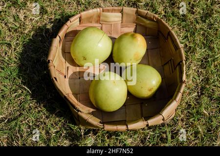 Fruits indiens frais et biologiques appelés jujube vert ou jujube de pomme ou pomme de fer.Panier vert indien jujuba prune borain sur la ferme d'herbe en plein air pluché Banque D'Images