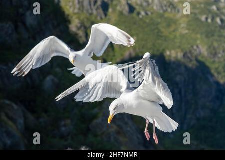 Norvège, Nordland, Lofoten, Goélands argentés (Larus argentatus) Banque D'Images