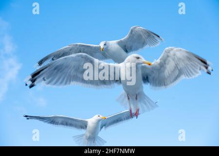 Norvège, Nordland, Lofoten, Goélands argentés (Larus argentatus) Banque D'Images