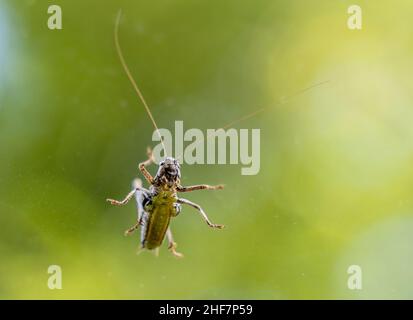 Sauterelle en détail, photographiée d'en dessous à travers un panneau, Bavière, Allemagne Banque D'Images