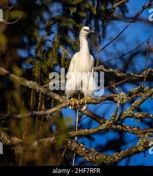 Gros plan du petit Egret blanc chassés vers le bas en allant à la toilette sur la branche dans l'arbre Banque D'Images