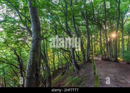 Vordingborg, chemin sur les falaises de craie de Moens Klint, hêtres à Moens Klint, Moen, Danemark Banque D'Images