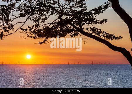 Vordingborg, parc éolien Kriegers Flak, éoliennes, mer Baltique, lever du soleil, arbre à Moens Klint, Moen, Danemark Banque D'Images