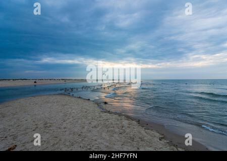 Frederikshavn, point le plus au nord du Danemark, est appelé Grenen (la branche), oiseaux de mer à Skagen, Jylland, Jutland, Danemark Banque D'Images