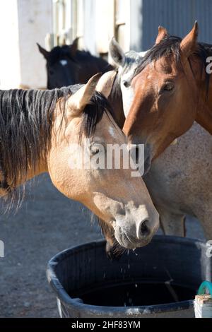 Cheval arabe de la baie à boire à partir d'un bac à eau Banque D'Images