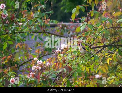 Goldfinch (Carduelis carduelis) perchée dans un vieux rosier un jour d'été Banque D'Images