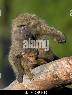 Babouin d'olive femelle (Papio anubis) avec un jeune assis sur un membre d'arbre dans le cratère de Ngorongoro, Tanzanie, Afrique. Banque D'Images