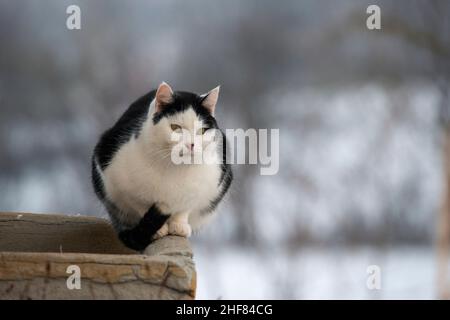 tomcat noir et blanc, animaux de compagnie, extérieur Banque D'Images