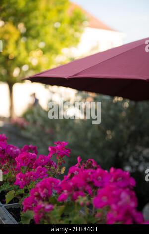 Fleur, géranium, balcon, terrasse Banque D'Images