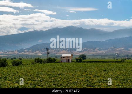 Maison de vignoble au milieu des vignobles et des montagnes derrière, Manisa, Turquie. Banque D'Images