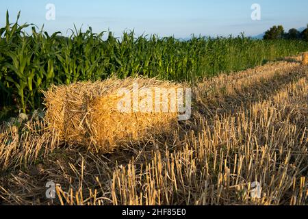 Paille, champ, Chiemgau Banque D'Images