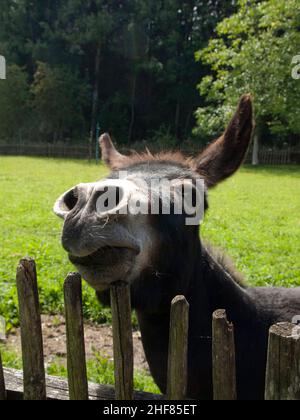 Âne sur la clôture, ferme, animal de compagnie, curieux Banque D'Images