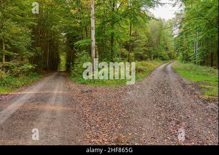 Chemin, fourche, feuillus forêt, hêtre, chêne,Matin, automne, Rothenbuch, Spessart, Bavière,Allemagne Banque D'Images