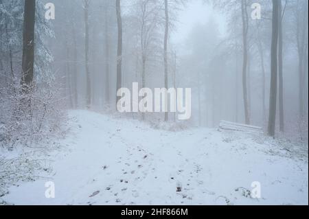 Chemin forestier, fourche, forêt à feuilles caduques, hêtre, chêne,Brouillard, matin, hiver, Mönchberg, Spessart,Bavière, Allemagne Banque D'Images