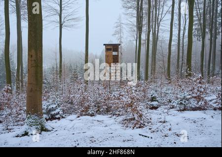 cachette surélevée, forêt à feuilles caduques, hêtre, chêne, neige,Hiver, Spessart, Bavière, Allemagne Banque D'Images