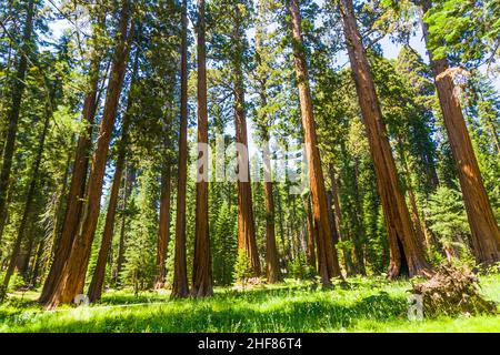 Les célèbres grands séquoias se trouvent dans le parc national de Sequoia, quartier du village géant, grands arbres célèbres de Sequoia, mammut arbres Banque D'Images
