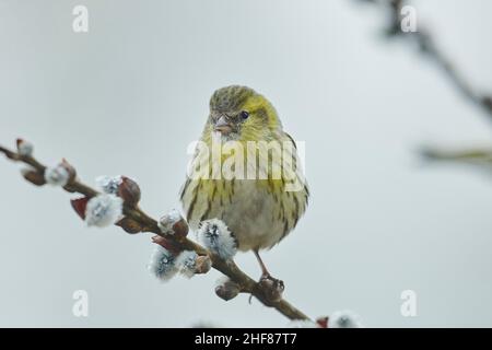 Siskin (Spinus spinus) assis sur une branche, Bavière, Allemagne Banque D'Images