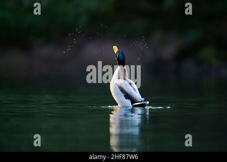 Mallard (Anas platyrhynchos), drake, se secoue sur un lac de Bavière, Allemagne Banque D'Images