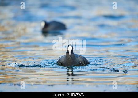 Crat ou Crat (Fulica atra) naque sur un lac, en Bavière, en Allemagne Banque D'Images