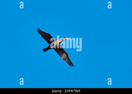 Cormorant volant (Phalacrocorax carbo), Bavière, Allemagne Banque D'Images