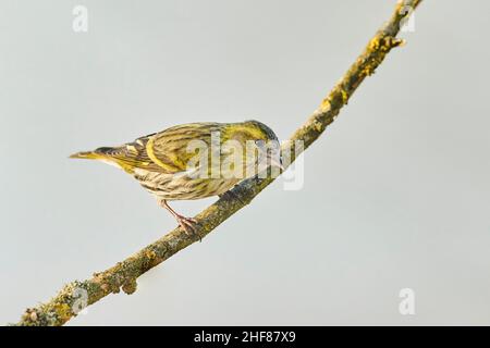 Siskin (Spinus spinus) assis sur une branche, Bavière, Allemagne Banque D'Images