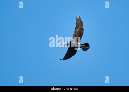 Cormorant volant (Phalacrocorax carbo), Bavière, Allemagne Banque D'Images