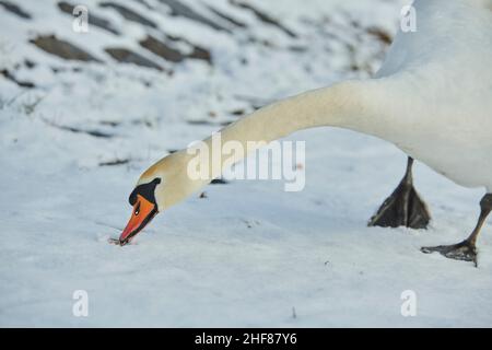 Mute Swan (Cygnus olor), se dresse dans la neige, Bavière, Allemagne Banque D'Images