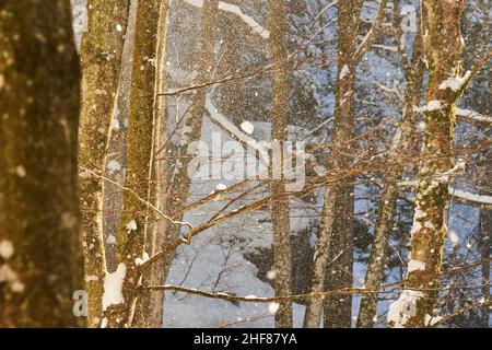 La neige tombe de l'arbre en contre-jour, forêt européenne de hêtre (Fagus sylvatica), forêt, Bavarian Forest, Bavière, Allemagne Banque D'Images