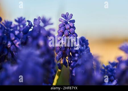 Jacinthes de raisin (Muscari armeniacum), Bavière, Allemagne Banque D'Images