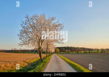 Cerisier (Prunus cerasus), route de terre, cerisier, fleur, printemps,Bavière, Allemagne Banque D'Images