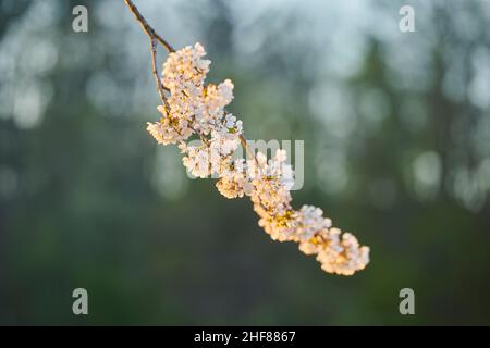 Cerisier aigre (Prunus cerasus), floraison, Bavière, Allemagne Banque D'Images