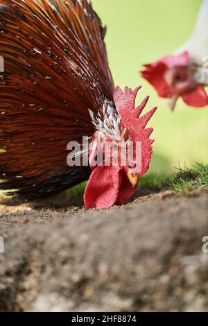 Poulet domestique (Gallus gallus domesticus), ferme, gratuit, coq, demi-portrait Banque D'Images