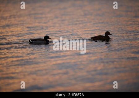Mallard (Anas platyrhynchos), paire, drake et femme, nageant sur un lac de Bavière, Allemagne Banque D'Images