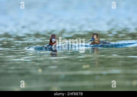 Pochard (Aythya ferina), homme et femme, nageant sur un lac, Bavière, Allemagne Banque D'Images