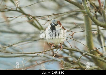 Maison Sparrow (Passer domesticus), assise sur une branche, Bavière, Allemagne Banque D'Images