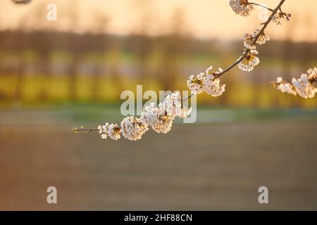 Cerisier aigre (Prunus cerasus), floraison, Bavière, Allemagne Banque D'Images