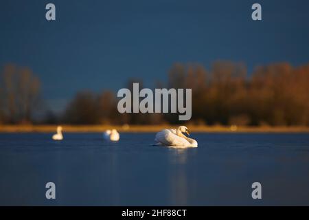 Muet cygnes (Cygnus olor) dans la lumière du soir, natation Bavière, Allemagne Banque D'Images