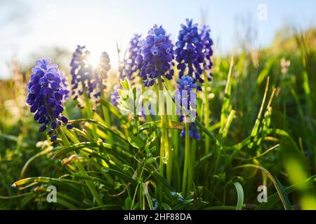 Jacinthes de raisin (Muscari armeniacum), Bavière, Allemagne Banque D'Images