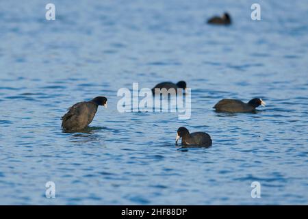 Coot ou coot (Fulica atra) nageant sur un lac, Bavière, Allemagne Banque D'Images