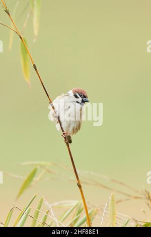 Maison Sparrow (Passer domesticus), assise sur une branche, Bavière, Allemagne Banque D'Images
