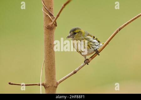 Siskin (Spinus spinus) assis sur une branche, Bavière, Allemagne Banque D'Images