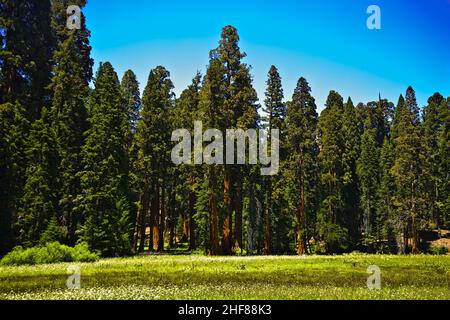 Les célèbres grands séquoias se trouvent dans le parc national de Sequoia, quartier du village géant, grands arbres célèbres de Sequoia, mammut arbres Banque D'Images