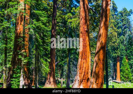 Les célèbres grands séquoias se trouvent dans le parc national de Sequoia, quartier du village géant, grands arbres célèbres de Sequoia, mammut arbres Banque D'Images