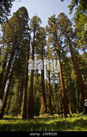 Les célèbres grands séquoias se trouvent dans le parc national de Sequoia, quartier du village géant, grands arbres célèbres de Sequoia, mammut arbres Banque D'Images